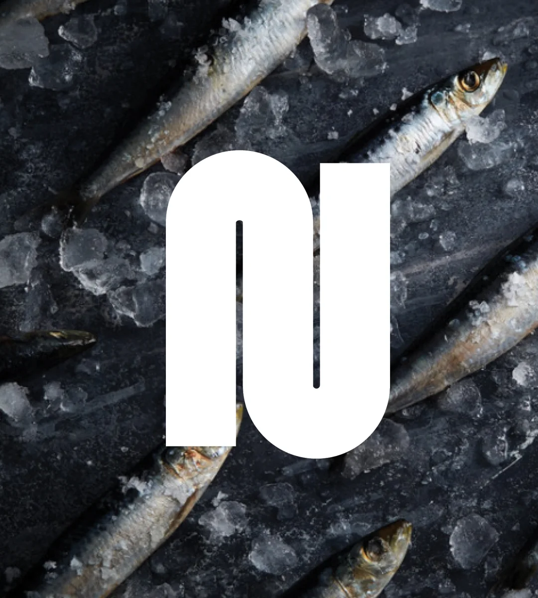 Nguyen Dang Photography monogram on fish and ice